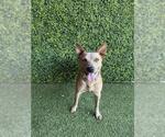 Small #1 Mutt