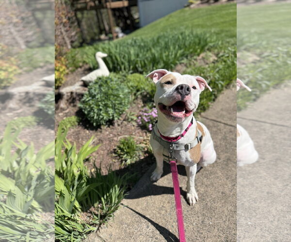 Medium Photo #4 Mutt Puppy For Sale in Alexandria, VA, USA