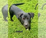 Small #1 Labrador Retriever Mix