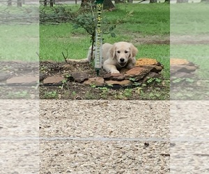 Golden Retriever Puppy for sale in FLINT, TX, USA