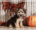 Small Photo #2 Yo-Chon Puppy For Sale in MOUNT VERNON, OH, USA