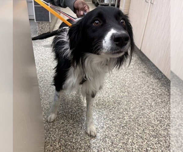 Medium Photo #2 Border Collie-Unknown Mix Puppy For Sale in Fort Collins, CO, USA
