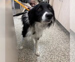 Small #1 Border Collie Mix
