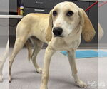 Small #1 Retriever  Mix
