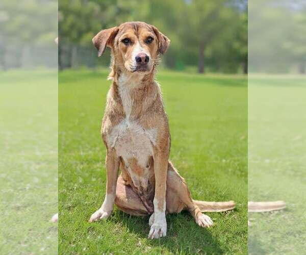 Medium Photo #4 Mutt Puppy For Sale in Talladega, AL, USA