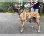Small #3 Mountain Cur Mix