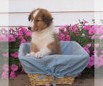 Small Photo #16 Shetland Sheepdog Puppy For Sale in ATHENS, WI, USA