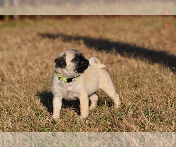Medium Photo #2 Pug Puppy For Sale in PALM COAST, FL, USA