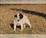 Small #1 Pug