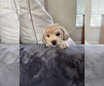 Small #8 Bichpoo