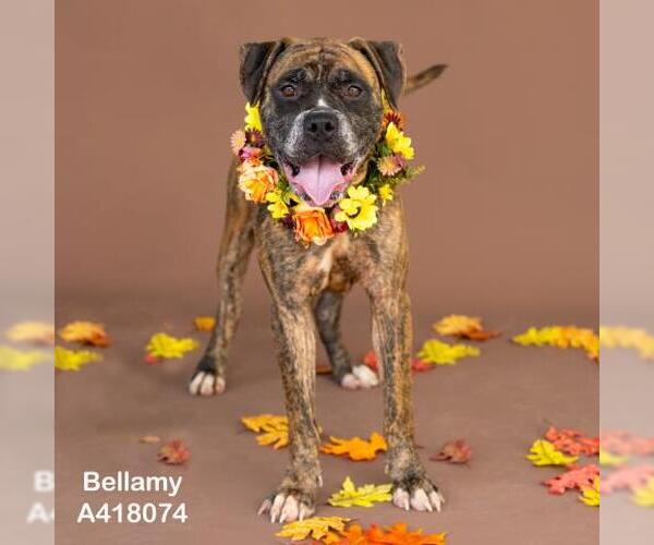 Medium Photo #3 Boxer-Unknown Mix Puppy For Sale in Conroe, TX, USA