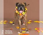 Small #2 Boxer Mix