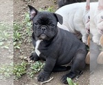 Small #4 French Bulldog