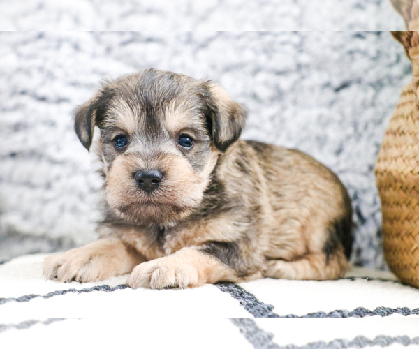 Medium Photo #24 Schnauzer (Miniature) Puppy For Sale in SYRACUSE, IN, USA