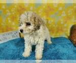Small #5 Goldendoodle-Poodle (Toy) Mix