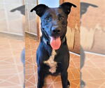 Small #6 Labrador Retriever Mix
