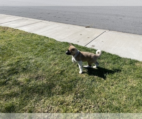 Medium Photo #6 Akita Puppy For Sale in FONTANA, CA, USA
