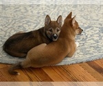 Small #5 Shiba Inu