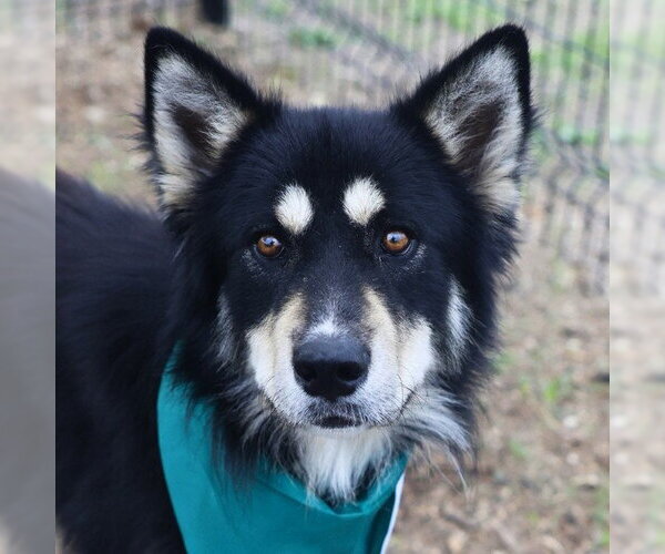 Medium Photo #1 Siberian Husky-Unknown Mix Puppy For Sale in San Antonio, TX, USA