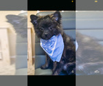 Small Photo #2 German Spitz-Pomeranian Mix Puppy For Sale in NAMPA, ID, USA
