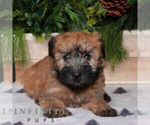 Soft Coated Wheaten Terrier Puppy for sale in LITITZ, PA, USA