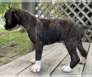 Boxer Puppy for sale in HUMBOLDT, TN, USA