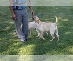 Small Photo #1 Labrador Retriever Puppy For Sale in SEARS, MI, USA