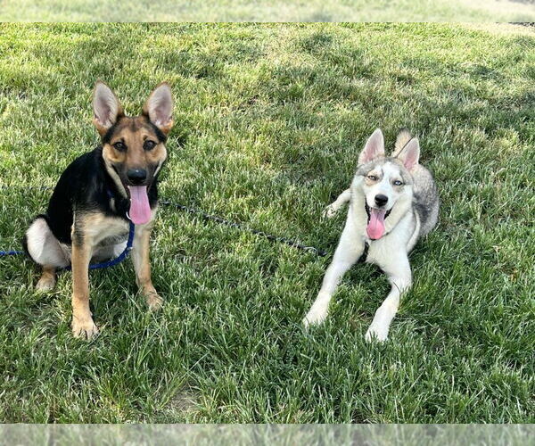 Medium Photo #3 Mutt Puppy For Sale in Evansville, IN, USA