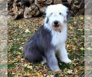 Mother of the Sheepadoodle puppies born on 03/28/2023