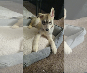 Alaskan Husky-German Shepherd Dog Mix Puppy for sale in SALEM, OR, USA