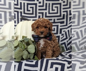 Poodle (Toy) Puppy for sale in OXFORD, PA, USA