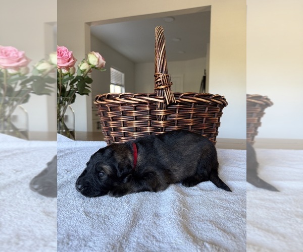 Medium Photo #5 German Shepherd Dog Puppy For Sale in PORTLAND, OR, USA