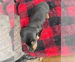 Small Photo #4 Dachshund Puppy For Sale in PORTLAND, OR, USA