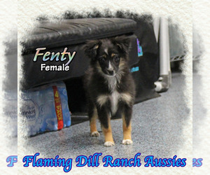 Miniature Australian Shepherd Puppy for sale in FORESTBURG, TX, USA