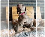 Small Photo #5 Weimaraner Puppy For Sale in PORTER, MN, USA