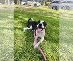Small #1 Labrador Retriever Mix