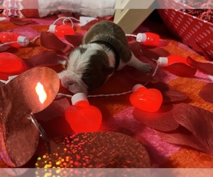 Boston Terrier Puppy for sale in CLEVELAND, TX, USA