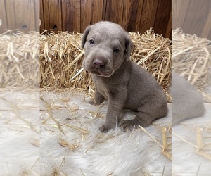 Labrador Retriever Puppy for Sale in NEOLA, West Virginia USA