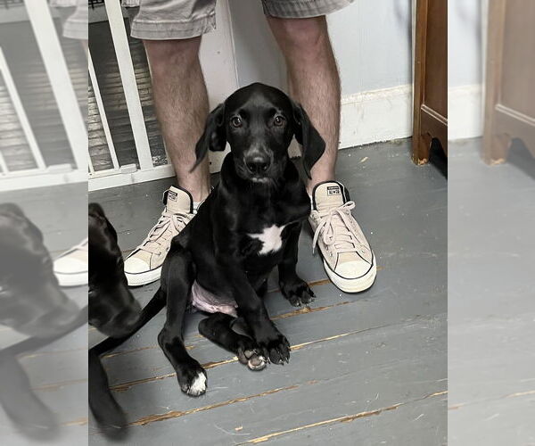 Medium Photo #2 Labrador Retriever-Unknown Mix Puppy For Sale in Mooresville, NC, USA