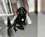 Small #1 Labrador Retriever Mix