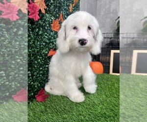 Cockapoo Puppy for Sale in SOUTH ORANGE, New Jersey USA