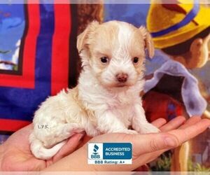 Morkie Puppy for sale in WINNSBORO, LA, USA