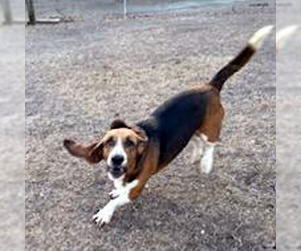 Medium Photo #3 Basset Hound Puppy For Sale in Deepwater, NJ, USA