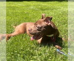 Small Photo #5 Mutt Puppy For Sale in Canton, CT, USA