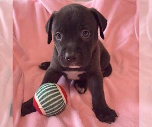 Justice Pup - Judge - Female Labrador Retriever-Unknown Mix Dog for Adoption - Photo #3