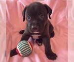 Small Photo #3 Labrador Retriever-Unknown Mix Puppy For Sale in San Diego, CA, USA
