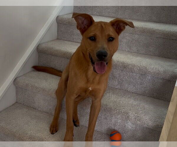 Medium Photo #3 Carolina Dog-Unknown Mix Puppy For Sale in Greenville, SC, USA