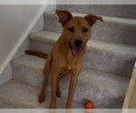 Small #2 Carolina Dog Mix