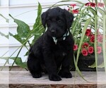 Small Photo #4 Labradoodle Puppy For Sale in NARVON, PA, USA