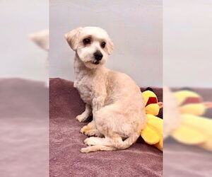 Maltese-Poodle (Toy) Mix Dogs for adoption in Lincolnwood, IL, USA